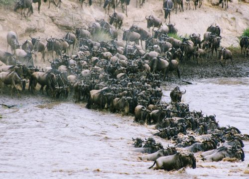 Wild Beast Migration