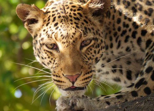 Cheetah