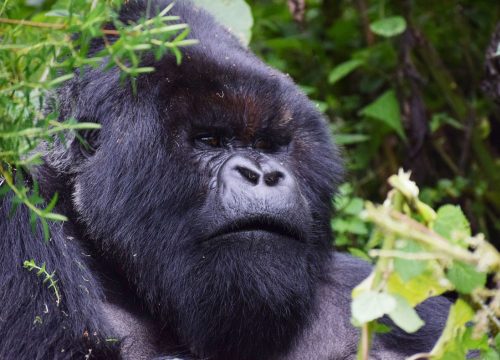 Gorilla-Safari-Beach-Across-East-Africa-500x360
