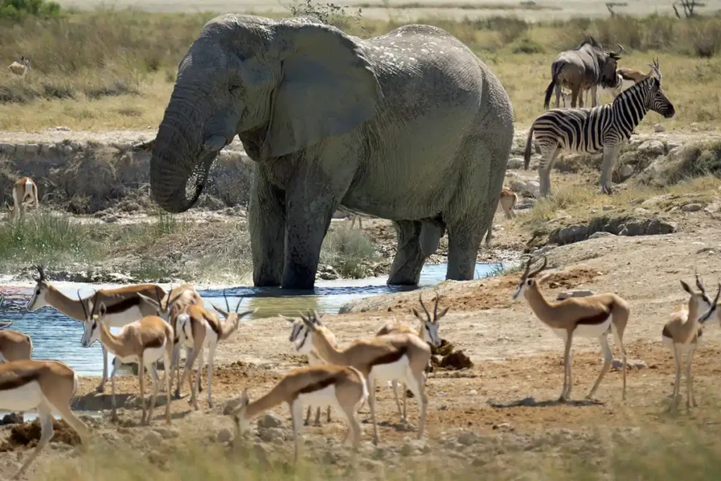 An elephant, antelops, zebra and wildbeast in a water pool