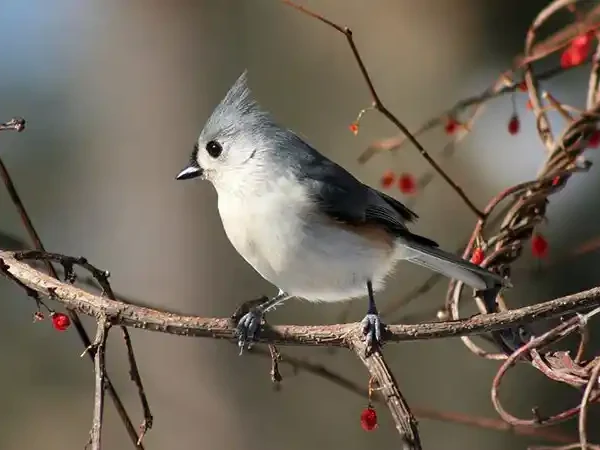 bird