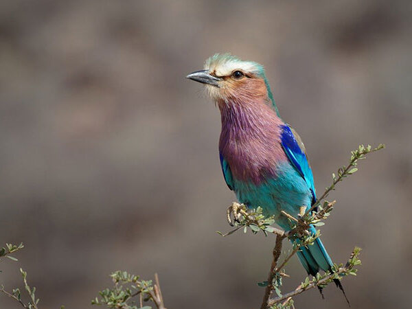 bird-long-tail-roller-fauna-kenya