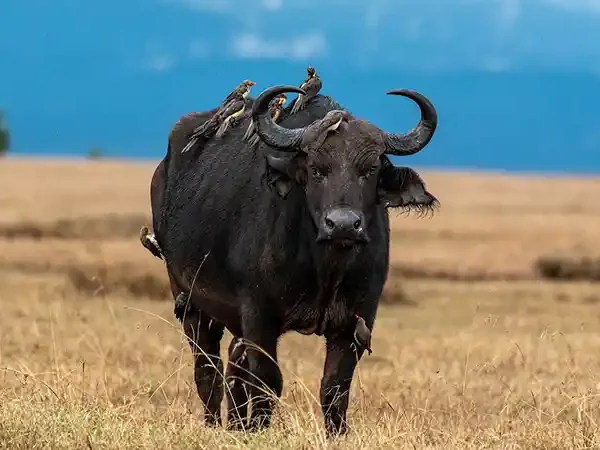buffalo-4418676