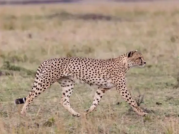 cheetah-7383852