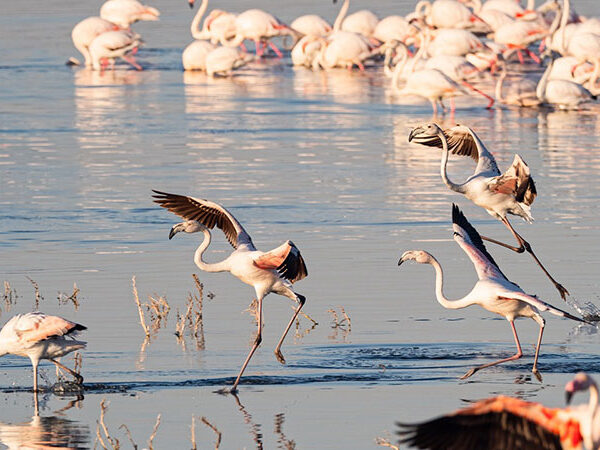 flamingo