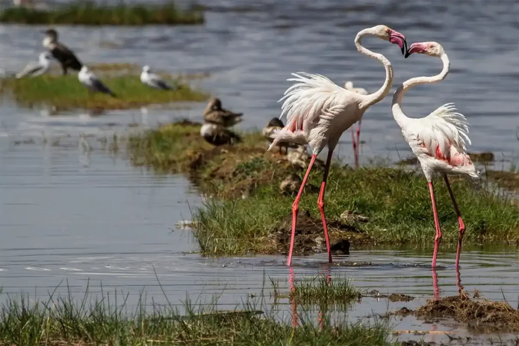 flamingos - lake nakuru