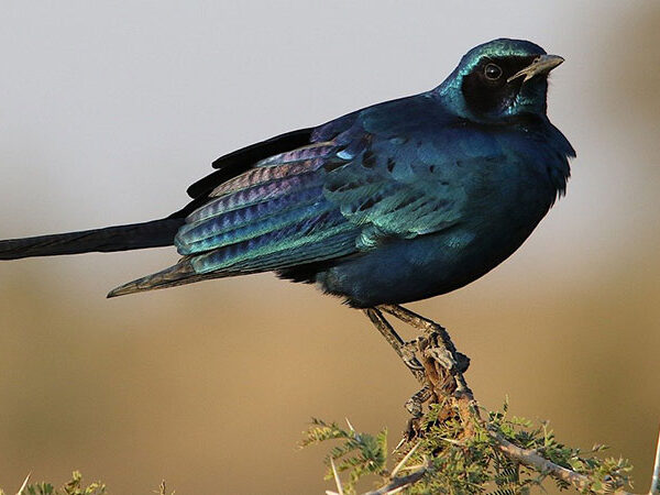 starling