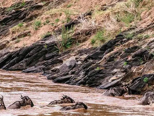 wild-beast-migration