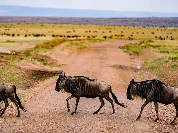 wildebeest-7905443