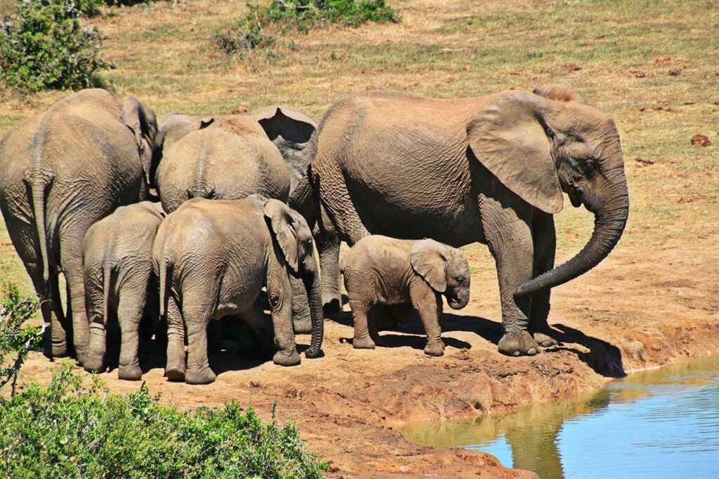 elephants