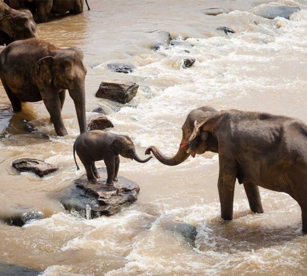 elephants in water