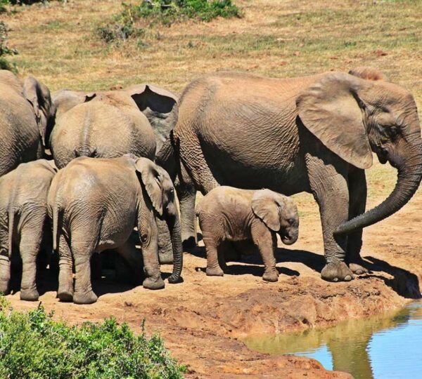elephants
