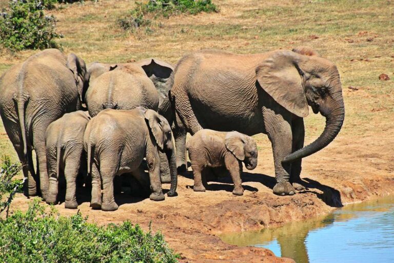 elephants