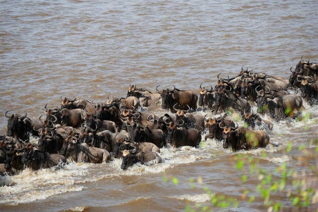 wild beast in mara-river