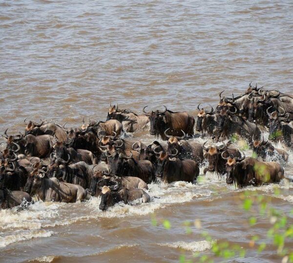 wild beast in mara-river