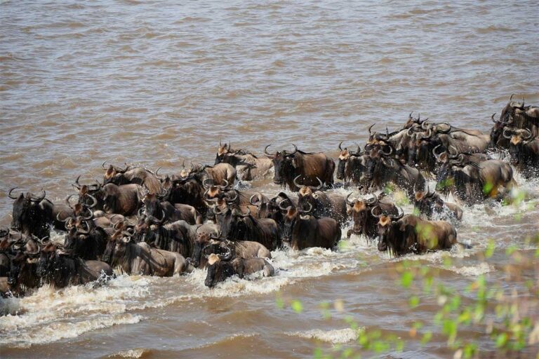 wild beast in mara-river
