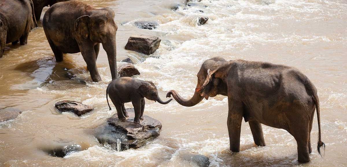 elephants in water