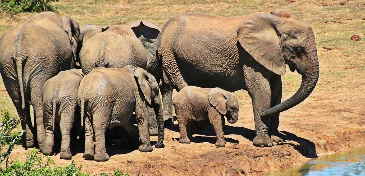 elephants