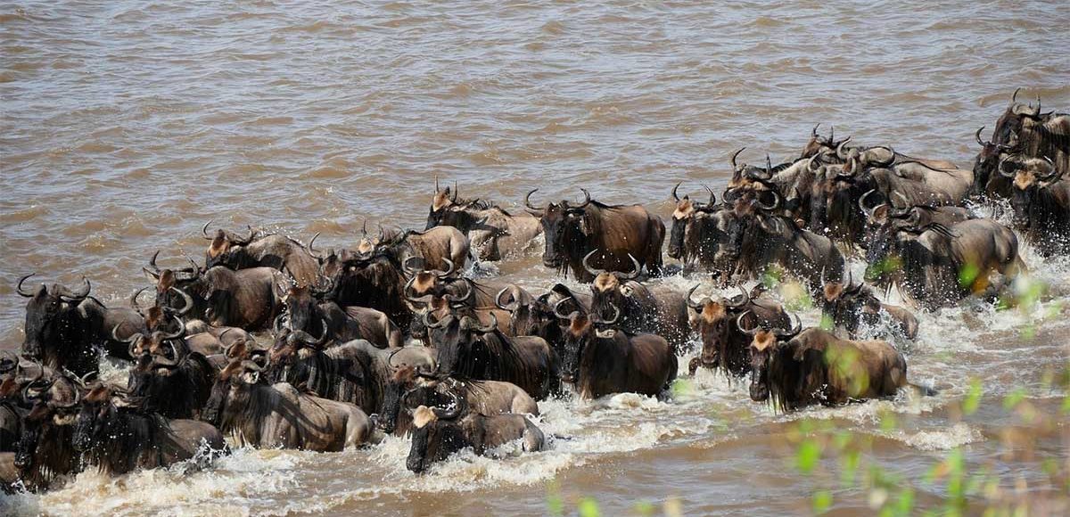 wild beast in mara-river